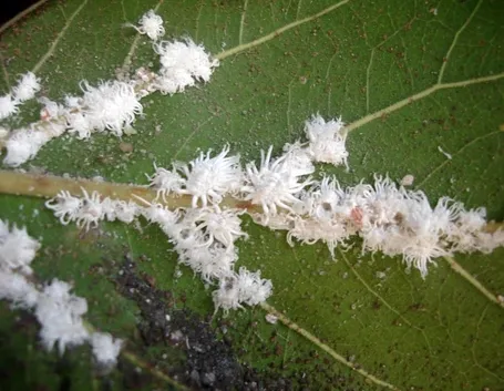 Cocciniglia pianta
