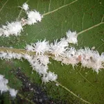 Cocciniglia pianta
