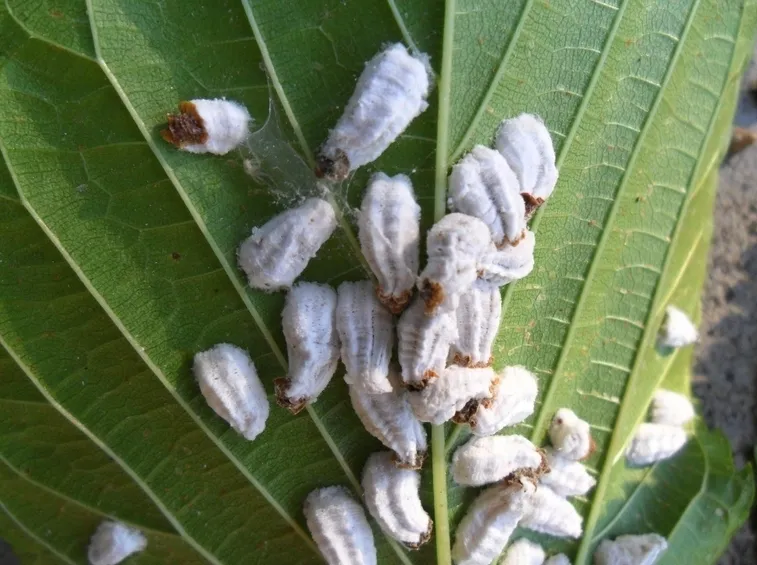 Gruppo cocciniglie pianta