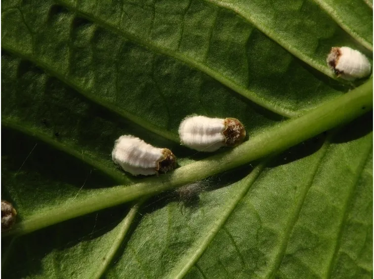 Pianta malata foglia