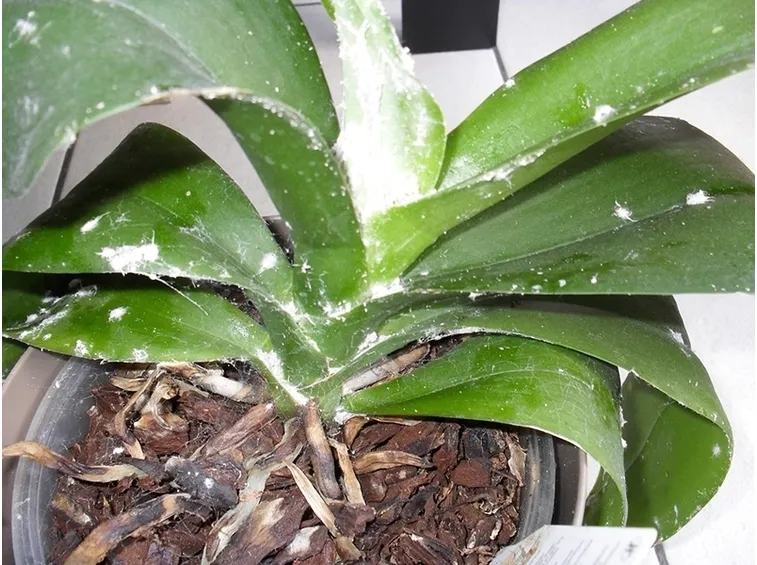 Pianta infestata 