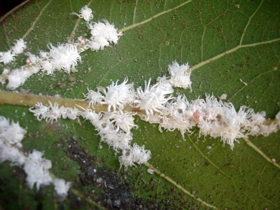 Cocciniglia pianta