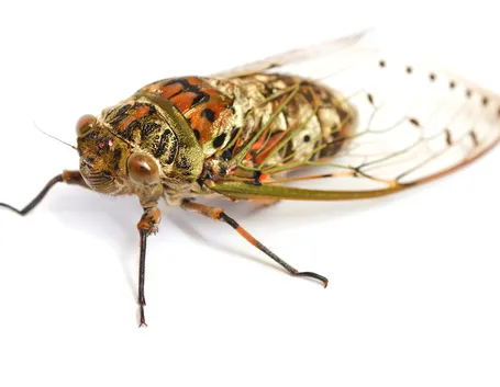 Cicala insetto