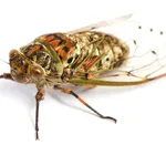 Cicala insetto