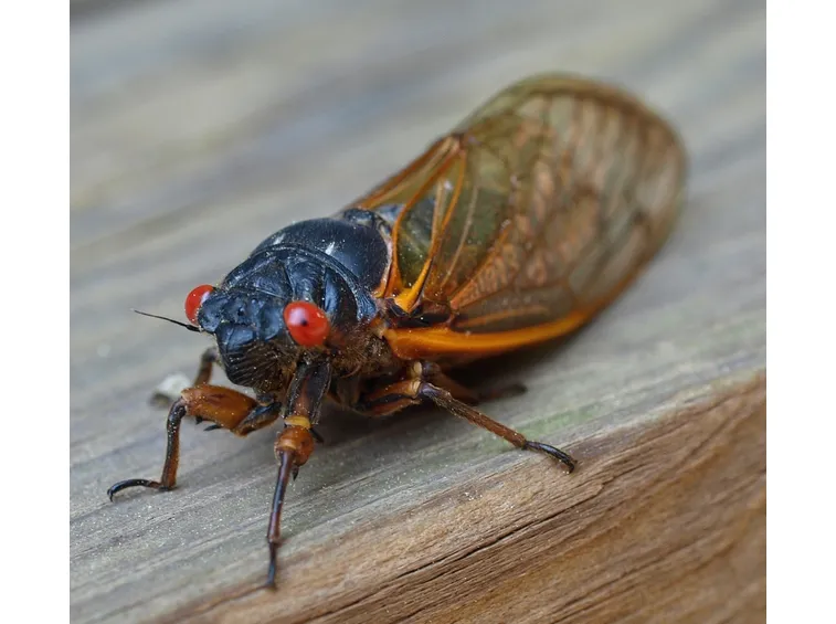 Parassita piante cicala
