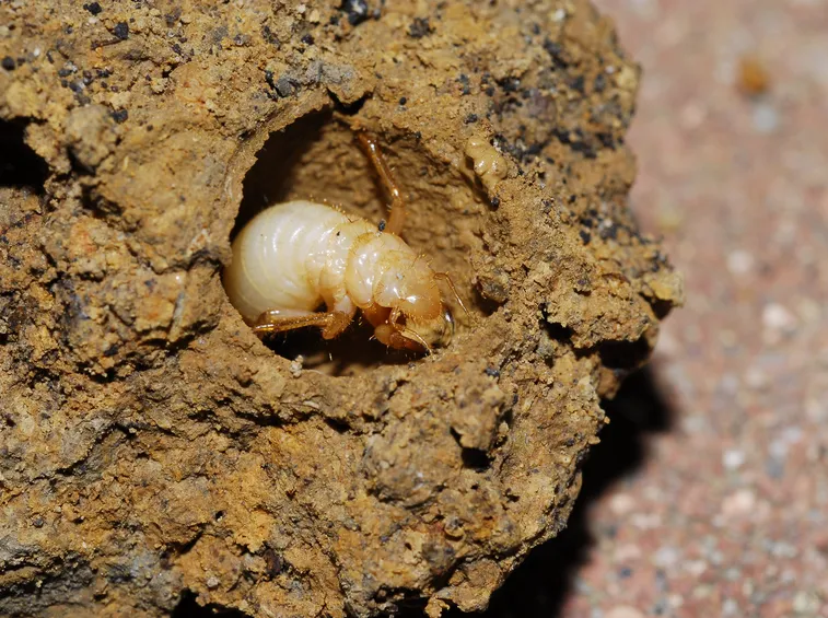 Larva cicala