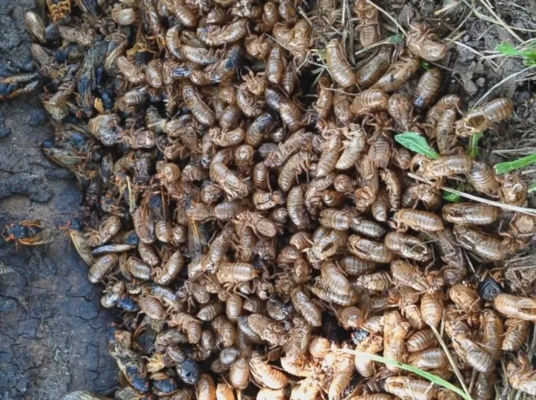 Invasione cicale
