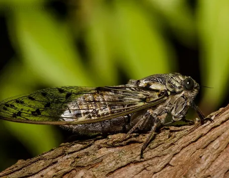 Cicala