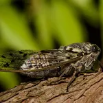 Cicala