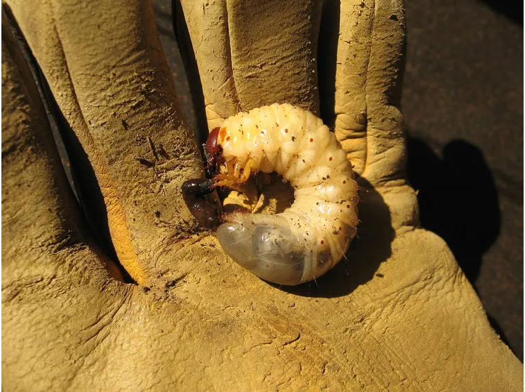 Larva cicala