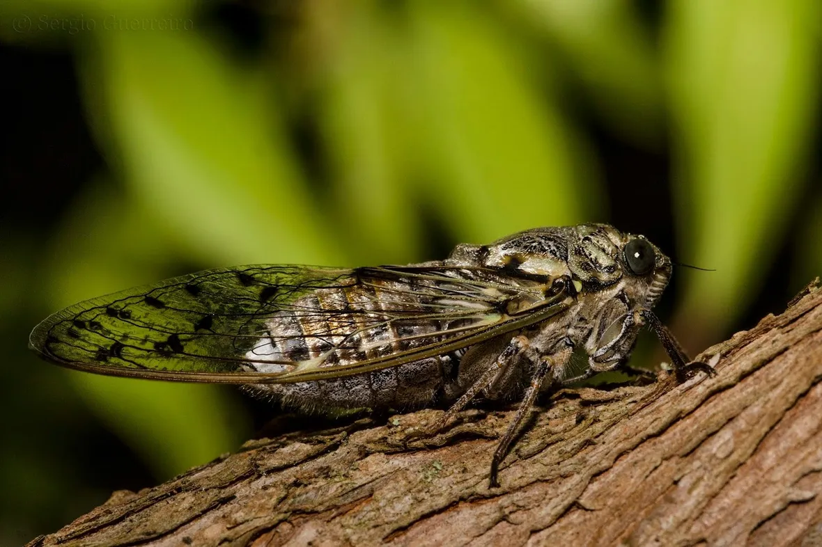 Cicala