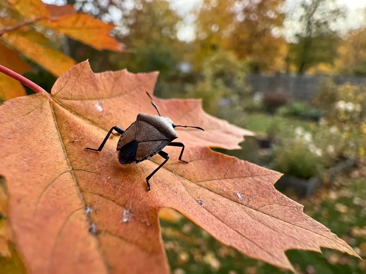 Perché in autunno la cimice asiatica cerca riparo tra le pareti di casa