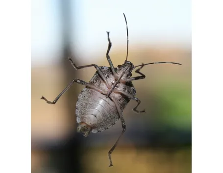 Cimice nera