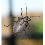 Cimice nera