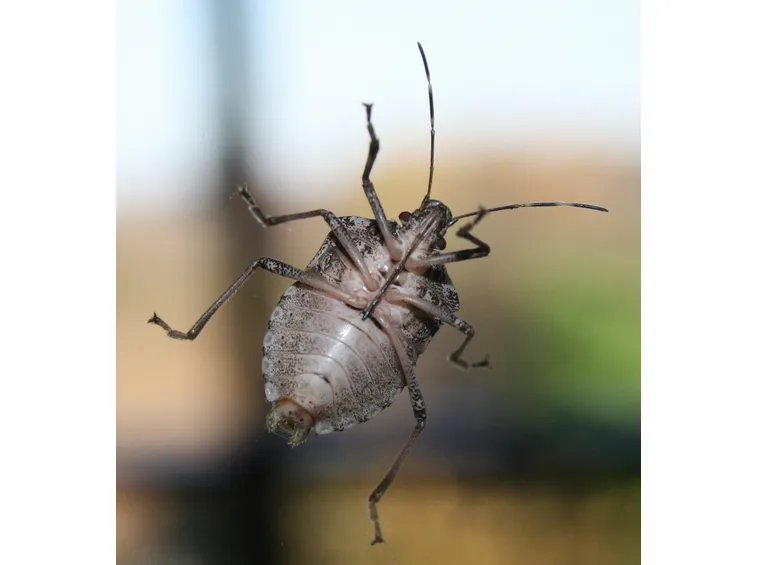 Cimice nera