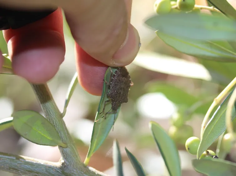 Cimici asiatiche agricoltura