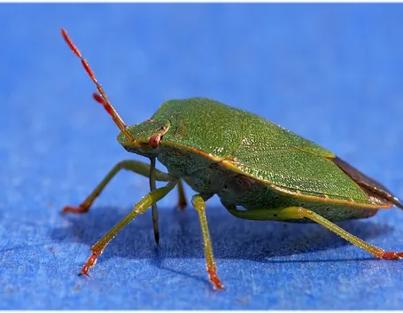 Cimice verde