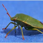Cimice verde
