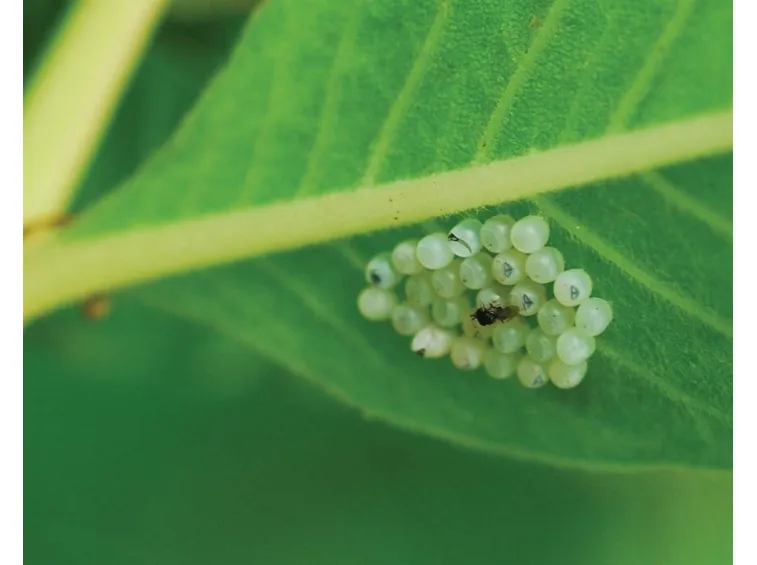Uova cimice