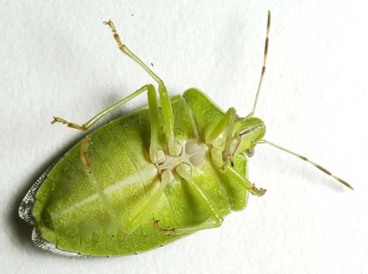 Nezara Viridula