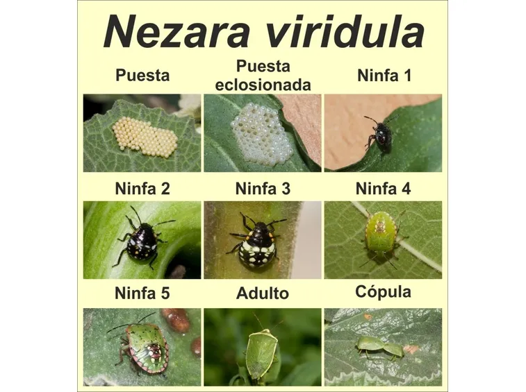 Fasi evolutive cimice