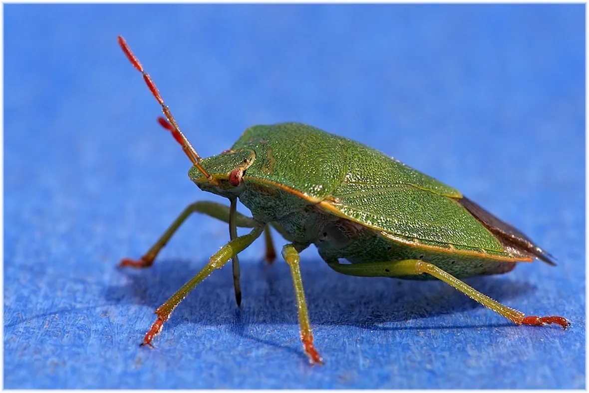 Cimice verde