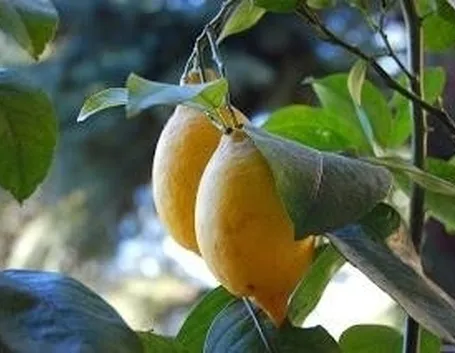 coccinigliaagrumi