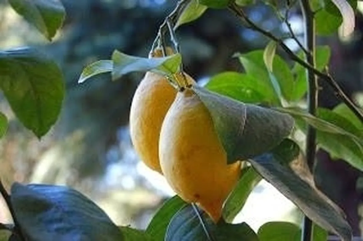 coccinigliaagrumi