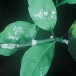 coccinigliabianca