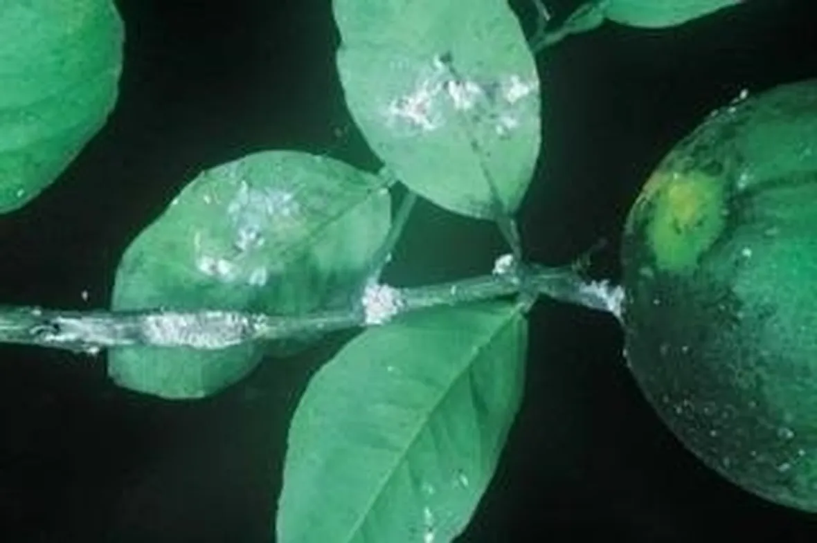 coccinigliabianca
