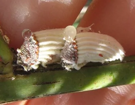 cocciniglia cotonosa