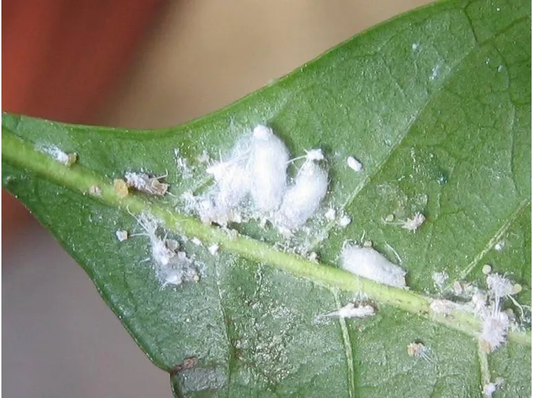 cocciniglia cotonosa 