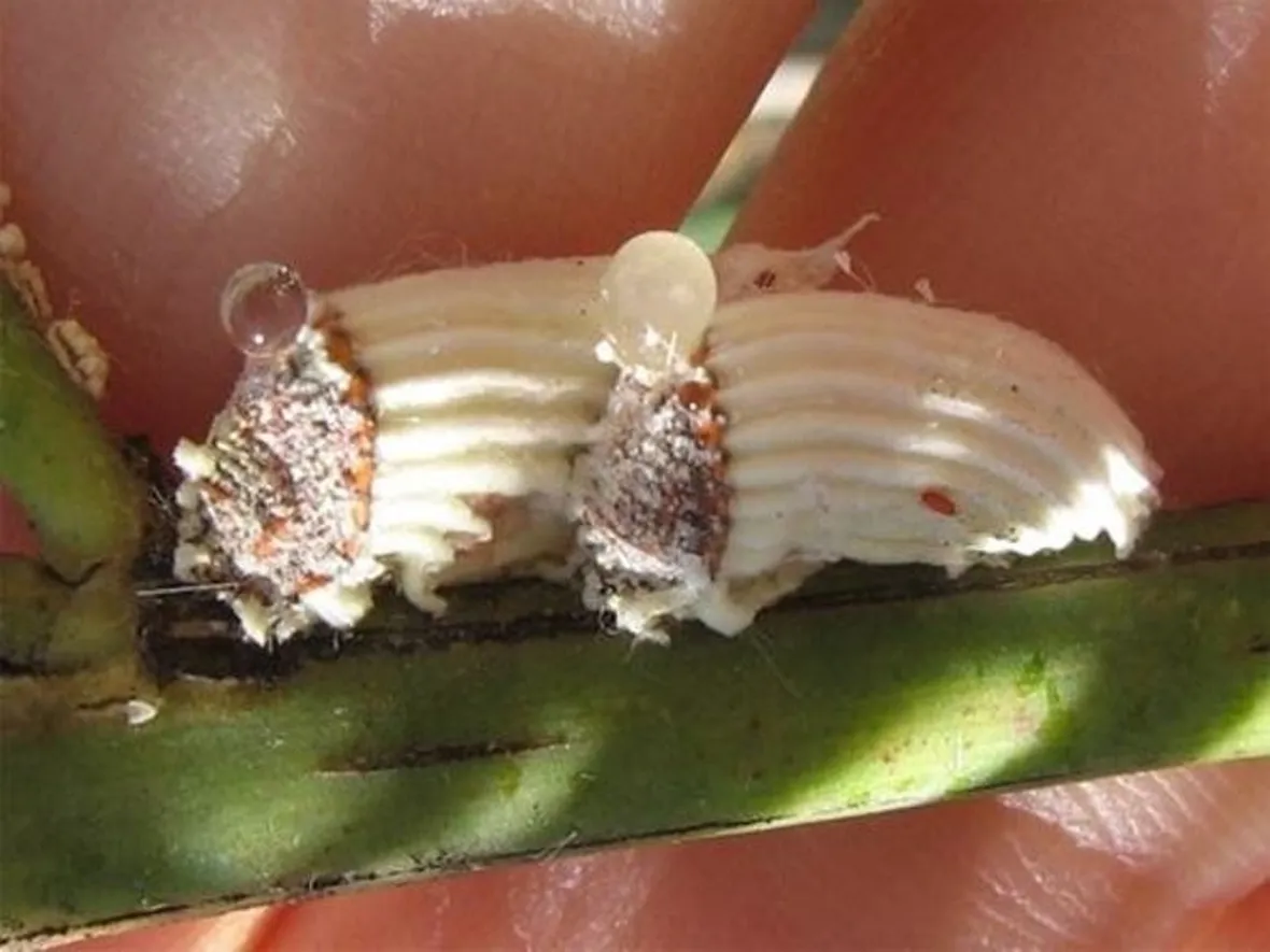 cocciniglia cotonosa