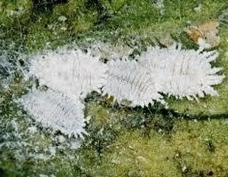coccinigliafarinosa