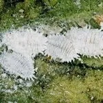 coccinigliafarinosa