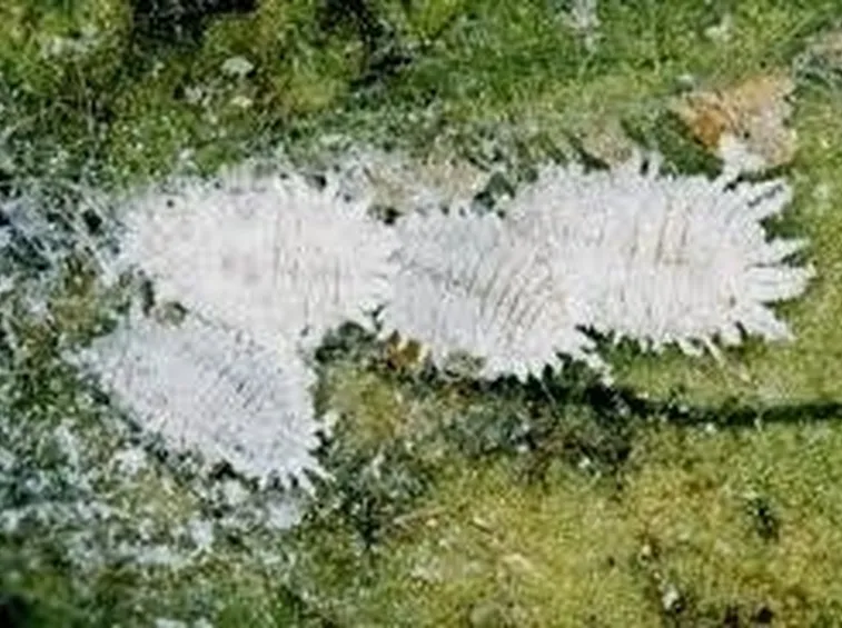 coccinigliafarinosa