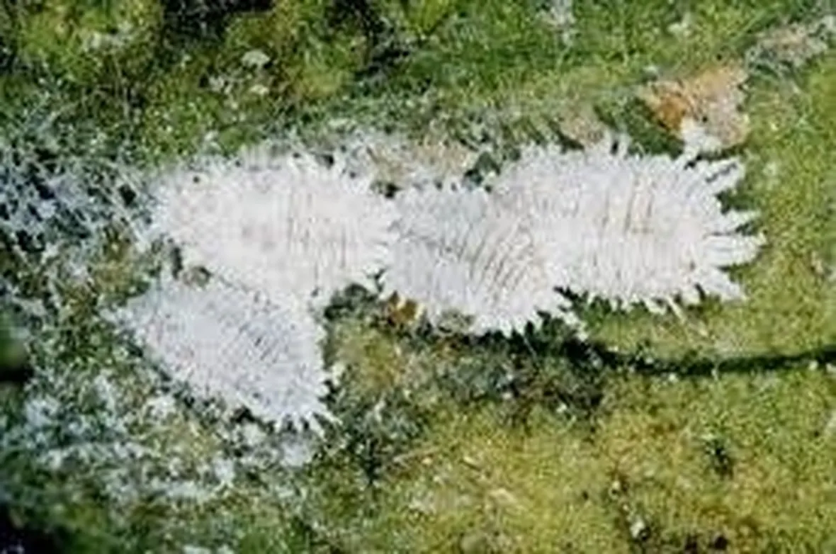 coccinigliafarinosa