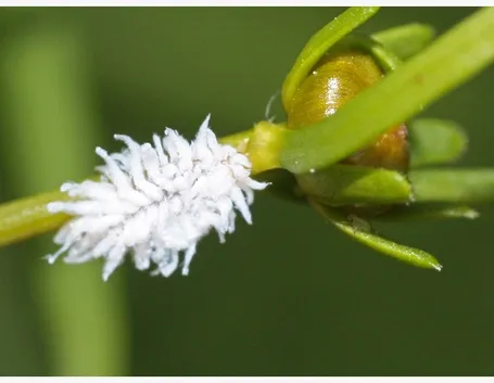 Cocciniglia farinosa