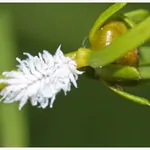 Cocciniglia farinosa