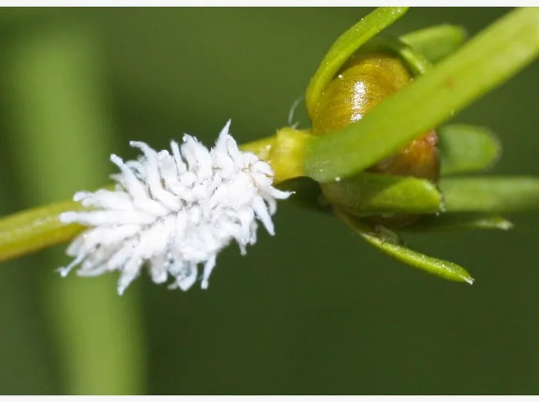 Cocciniglia farinosa