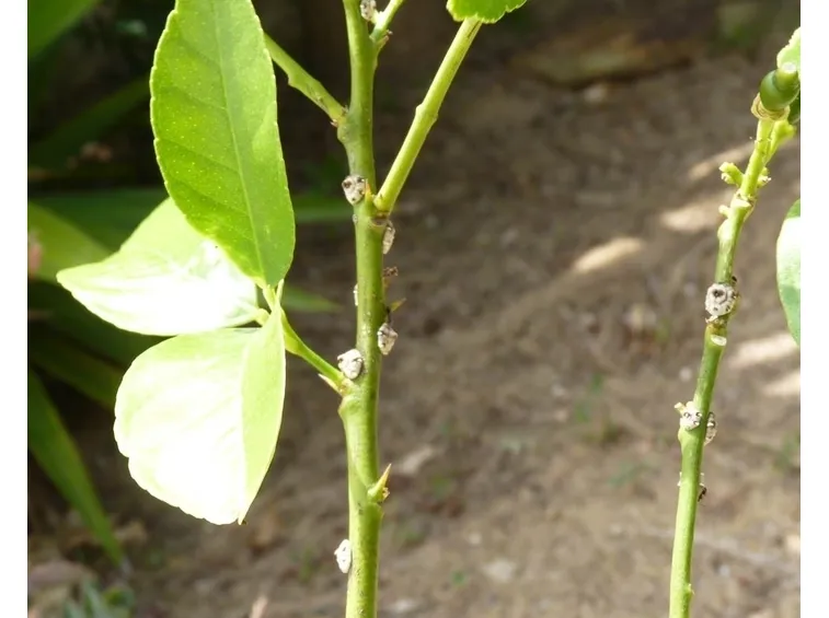 Cocciniglie lungo i fusti