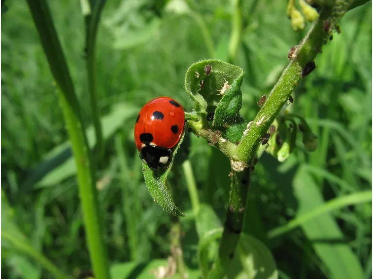 Coccinella all'opera