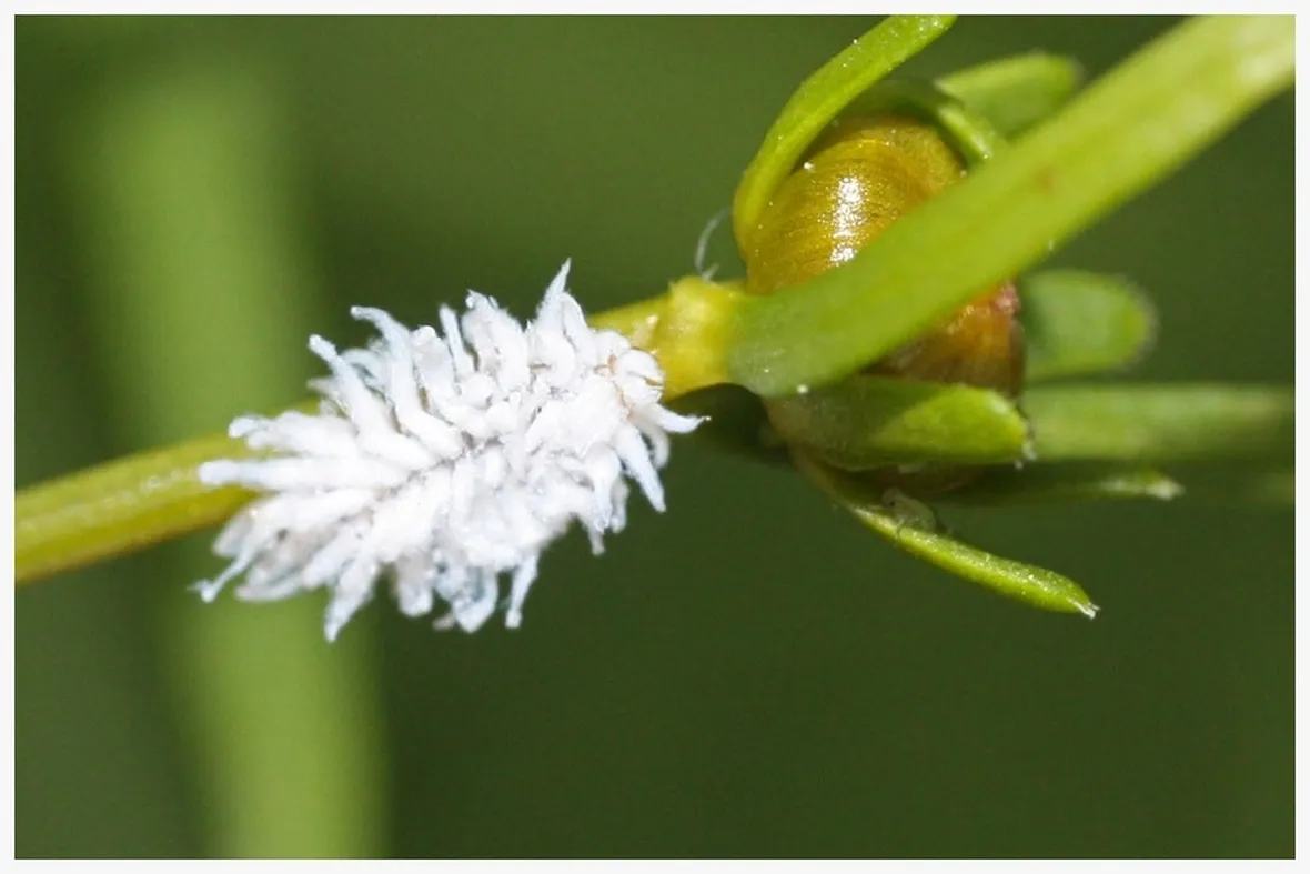 Cocciniglia farinosa