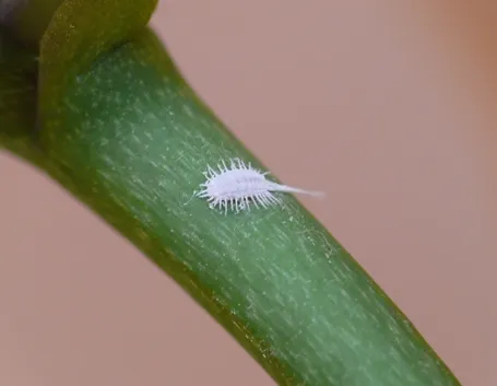 rimedi cocciniglia