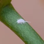 rimedi cocciniglia