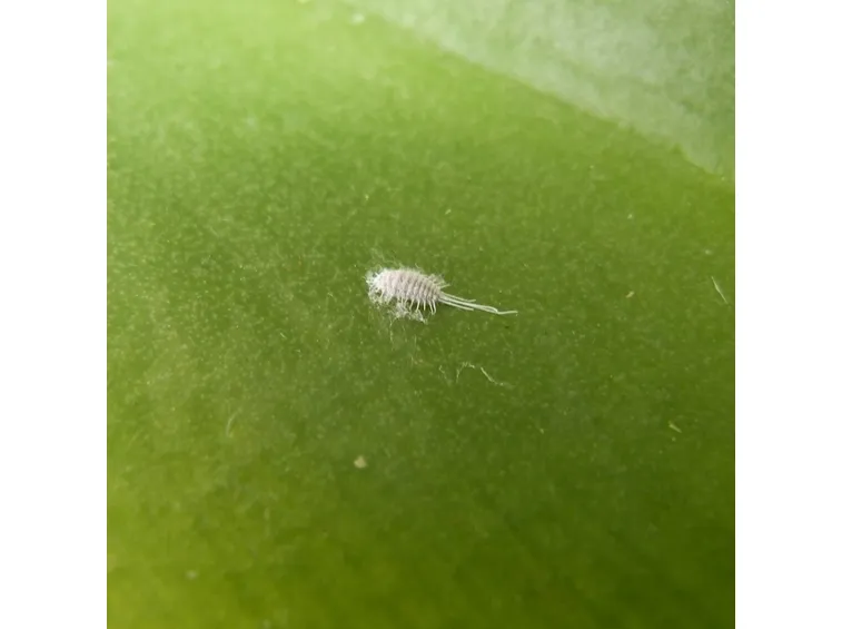 cocciniglia farinosa