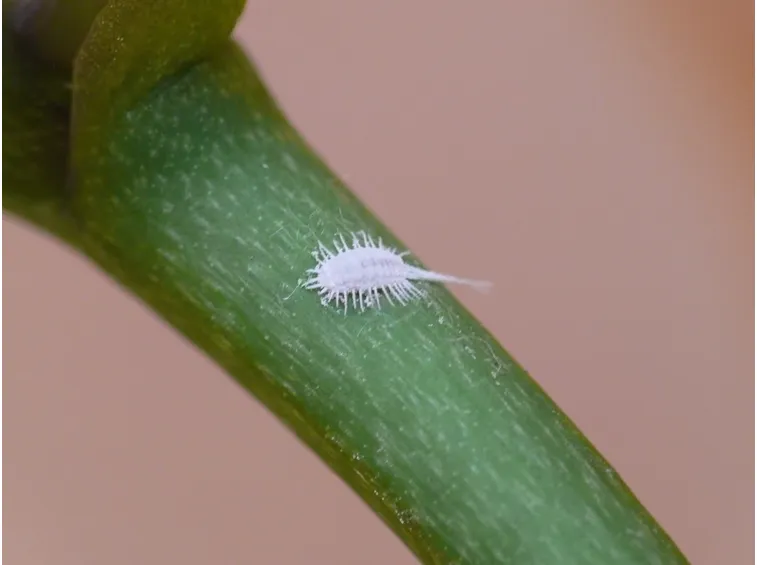 rimedi cocciniglia
