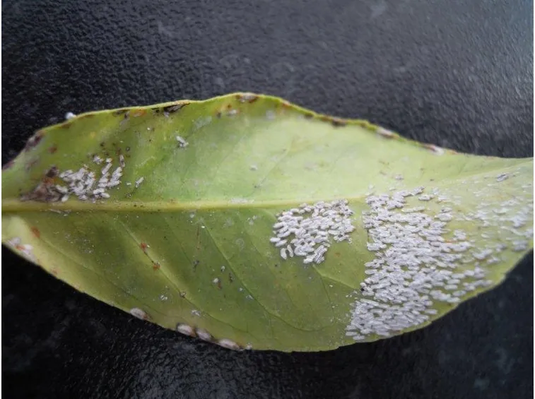 Cocciniglia infestazione