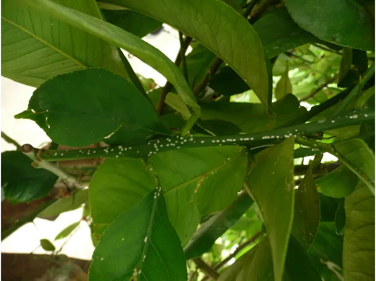 cocciniglia su agrumi