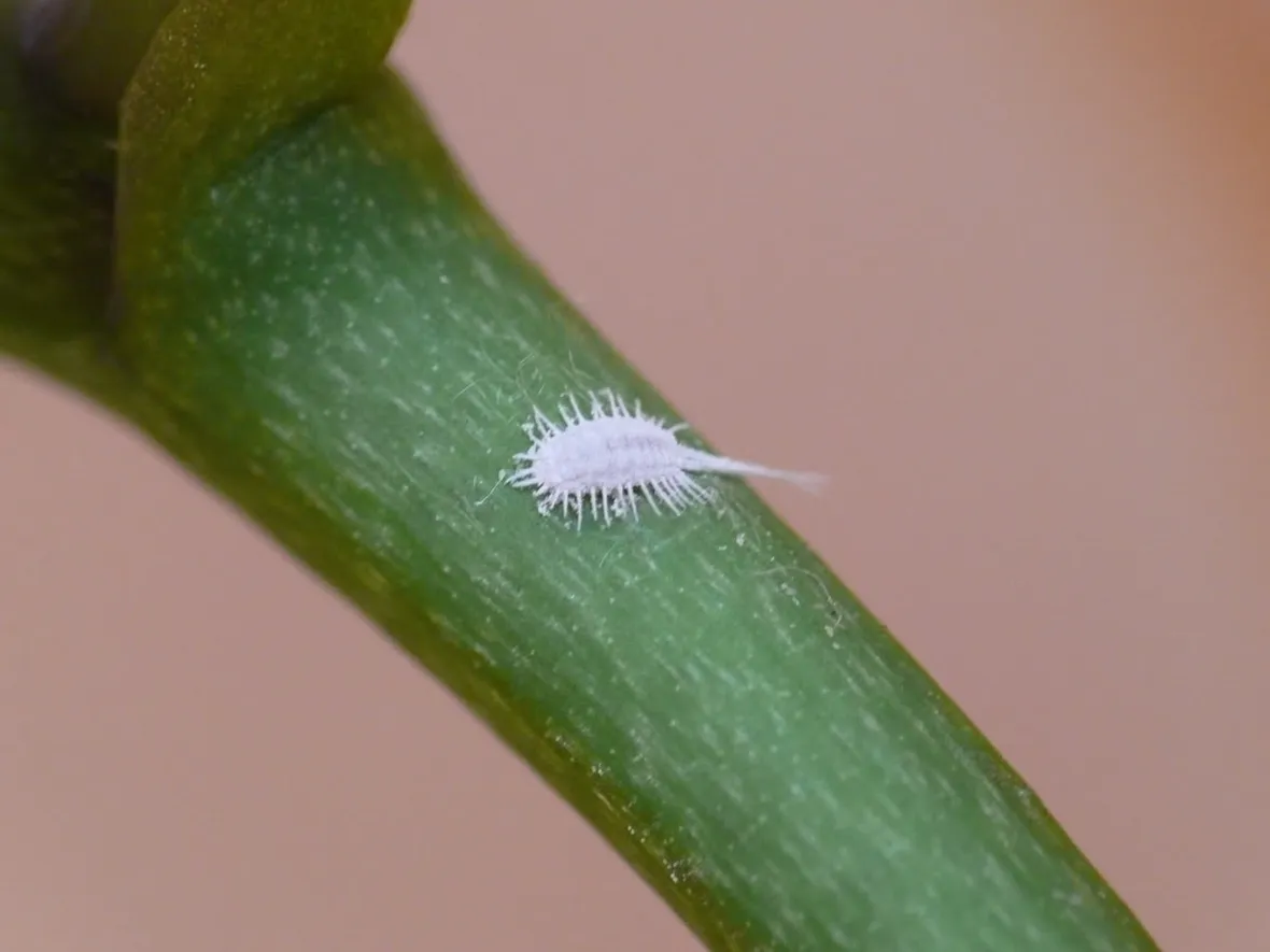 rimedi cocciniglia